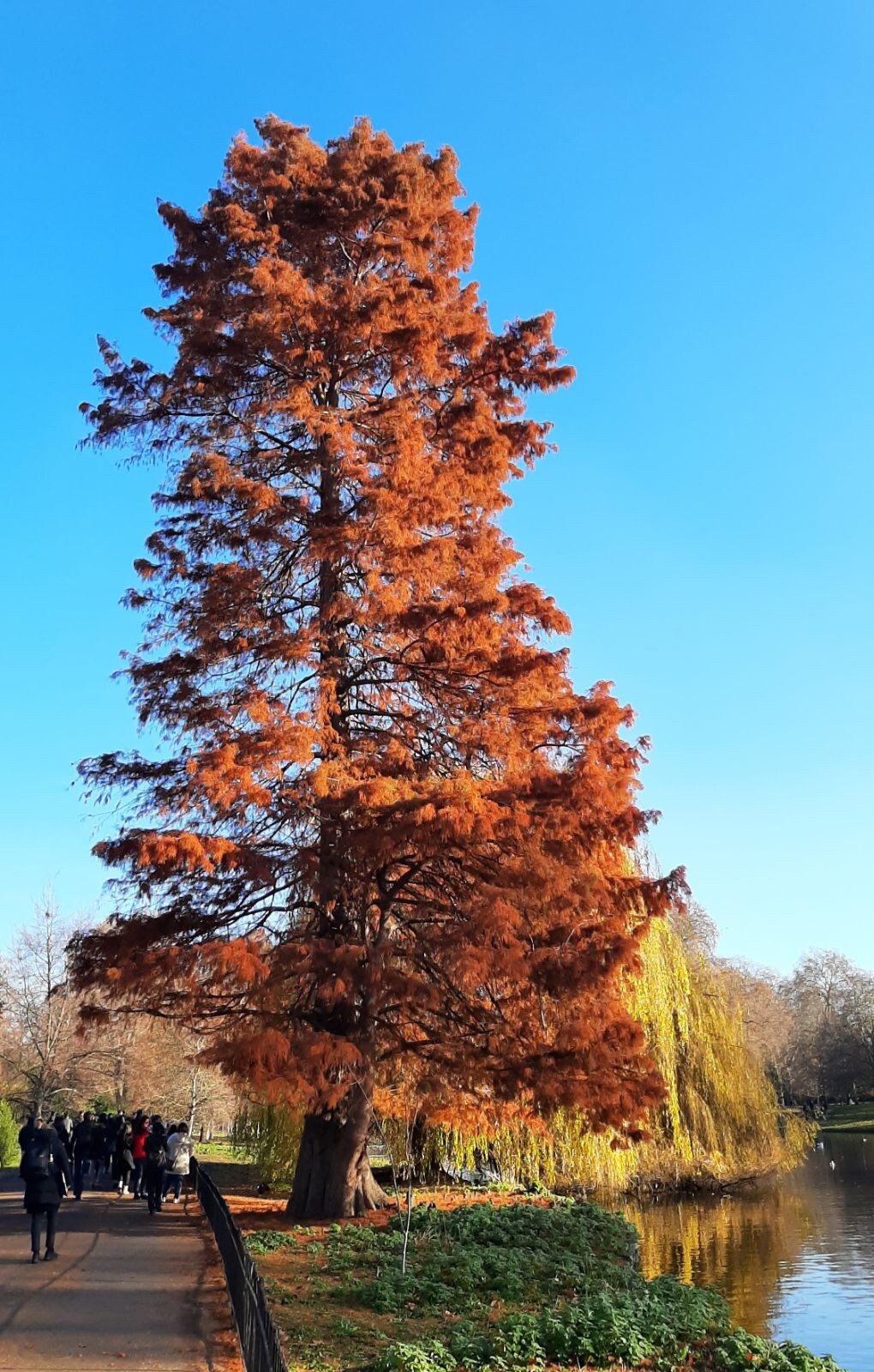 Northern Bald Cypress Tree | Premium Seeds | Taxodium distichum ‘Fall’ | Plants’