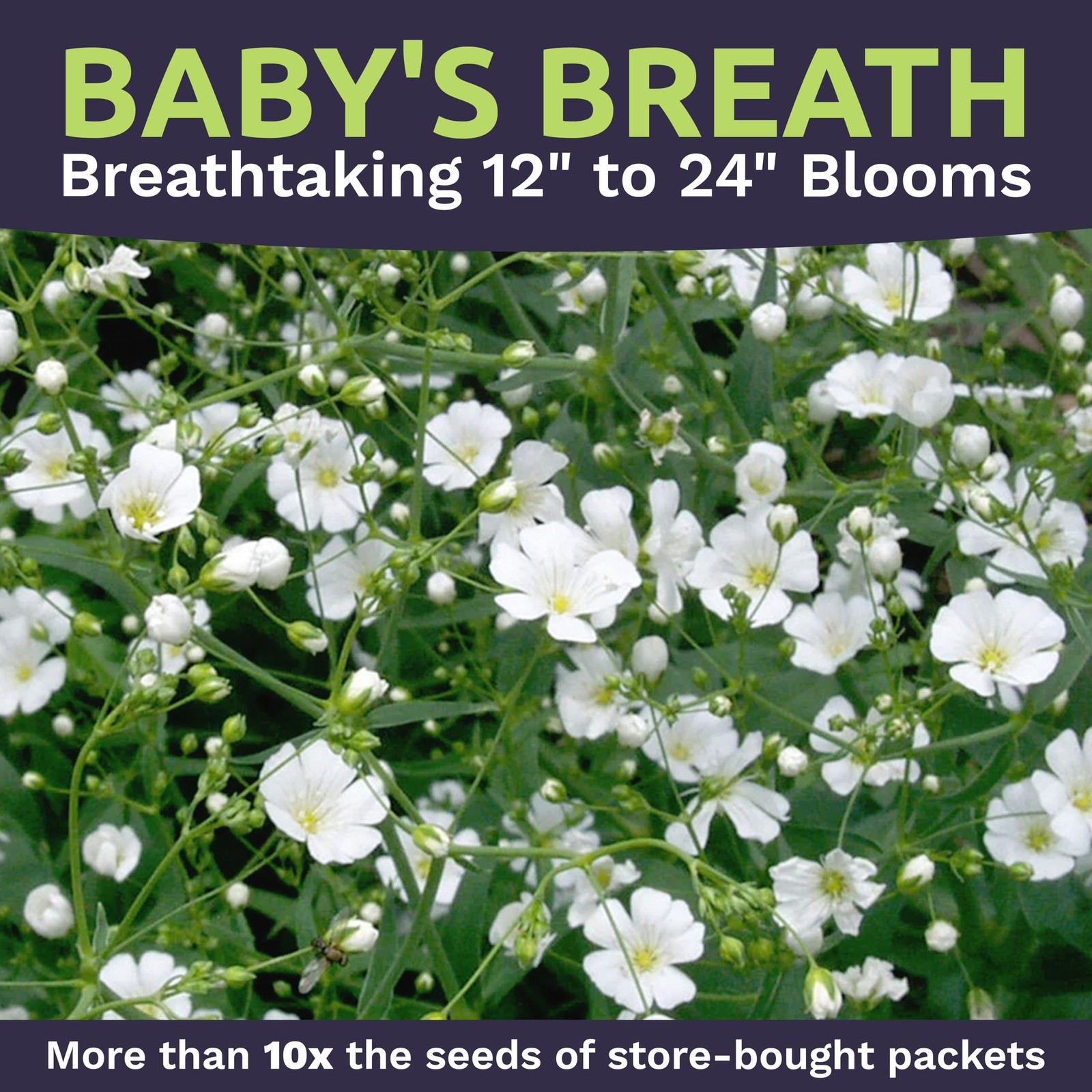 Showy Babys Breath Seeds, Bulk 1/4 Pound Bag, Over 80,000 Non-GMO Seeds