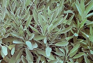 Sage Garden Salvia officinalis 2,000 seeds