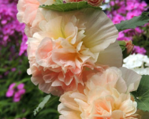 50+ Alcea Rosea Salmon Color Double Hollyhock Flower Seeds / Perennial