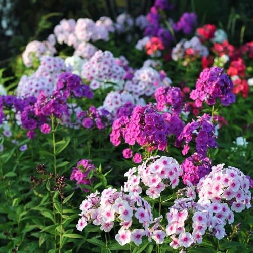 1800+ Mixed Creeping Phlox Seeds for Planting – Annual Phlox Seeds Perennial
