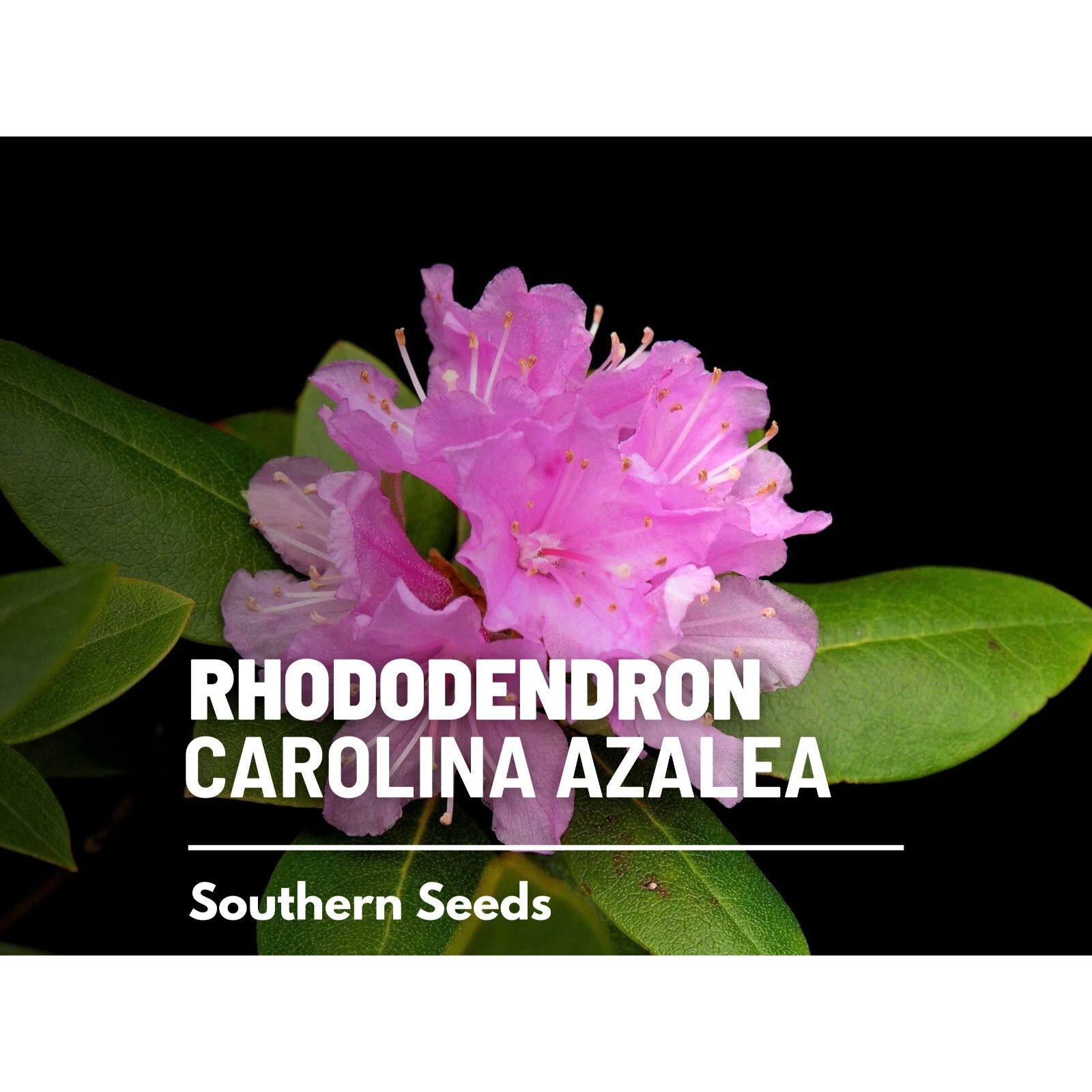 Rhododendron, Carolina Azalea (Pink Purple) – 100 seeds – Heirloom Flowering Sh