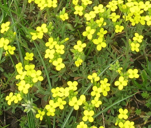 BLADDERPOD GREEK Alyssoides Utriculata – 50 Bulk Seeds