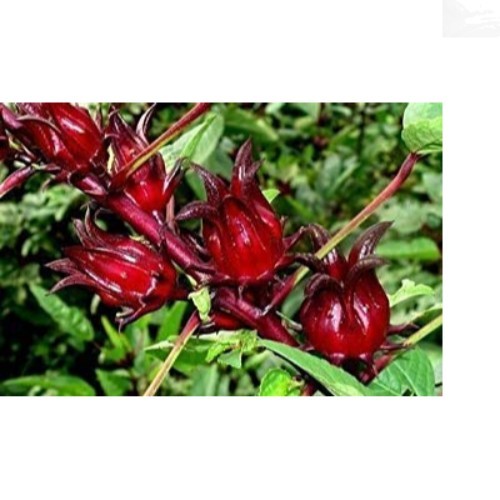 50 Jamaican Sorrel Seeds – Florida Cranberry & Indian Roselle for Vibrant Growth