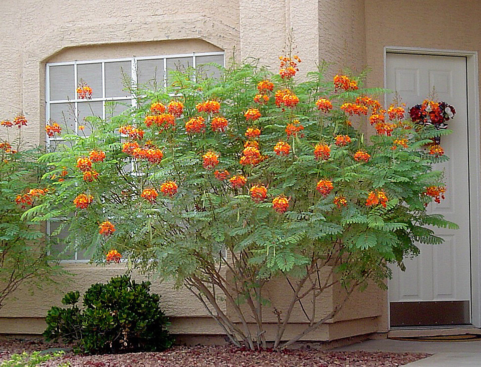 Caesalpinia Pulcherrima 100 Seeds Barbados Flowering Shrub Tree Bird of Paradise
