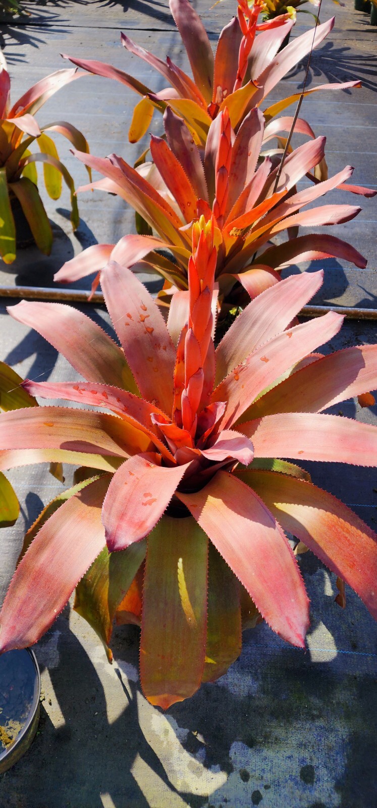 Aechmea Patricia 8″ pot – live plant – real plant