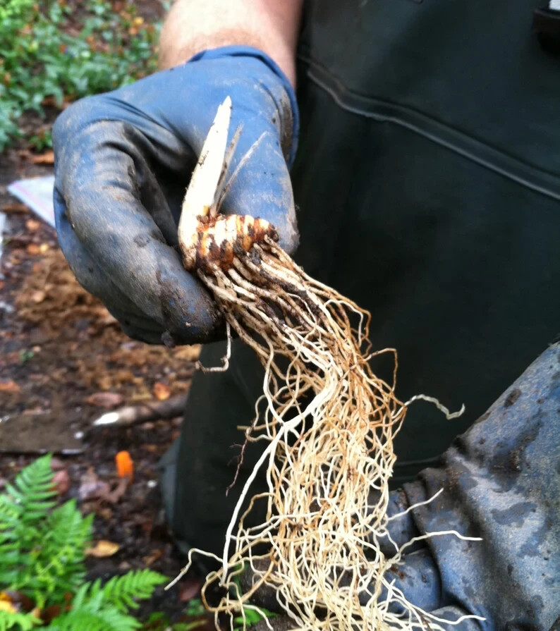 10 Freshly Dug White Trillium Bare Roots– Trillium grandiflorum Appalachian 2026