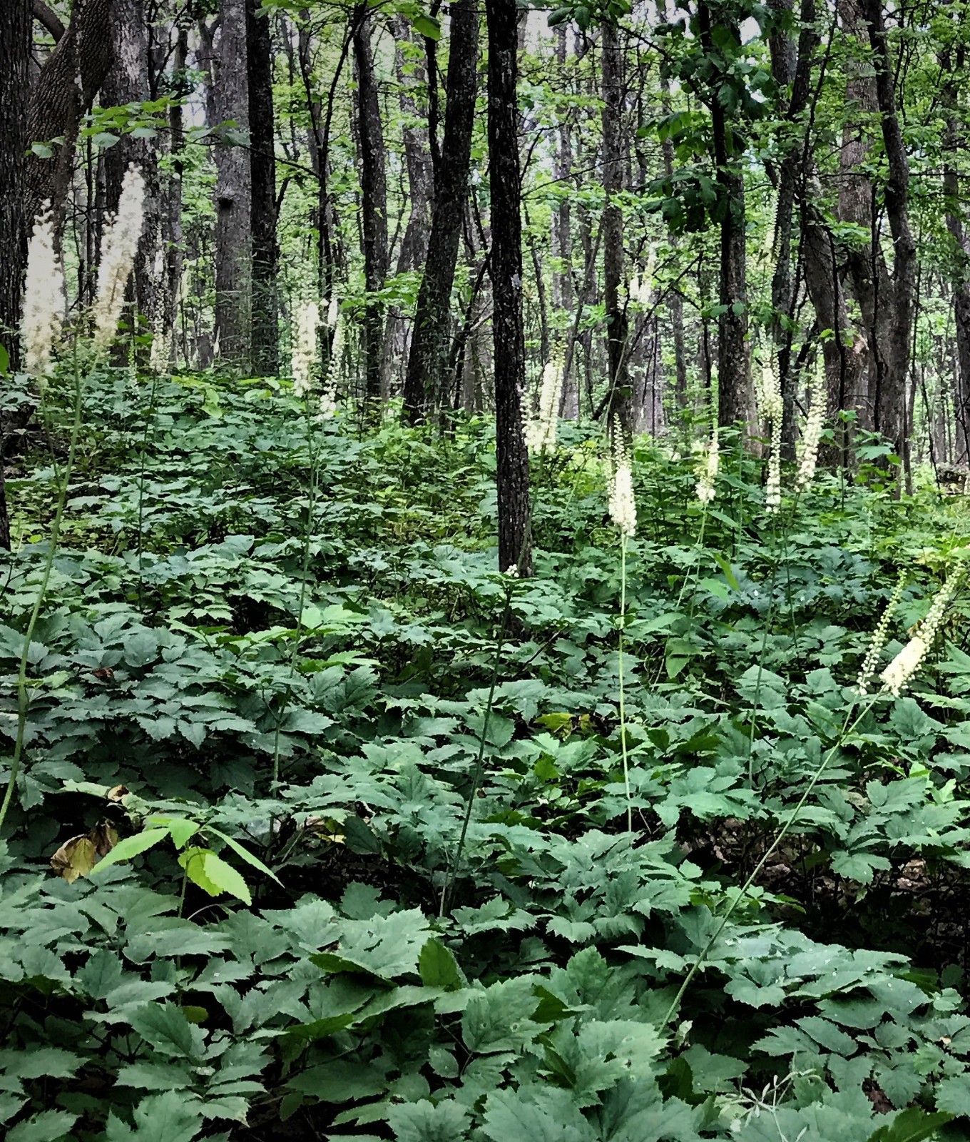5 Black Cohosh Dormant Bare Root~Bugbane, Snakeroot ~Wild Woodland~Winter Hardy
