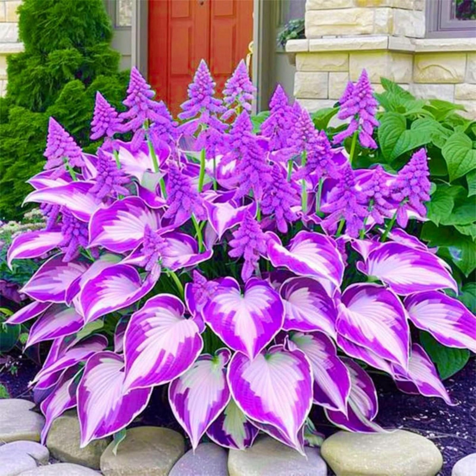 200+ Hosta Seeds Perennial for Planting Outdoor Garden
