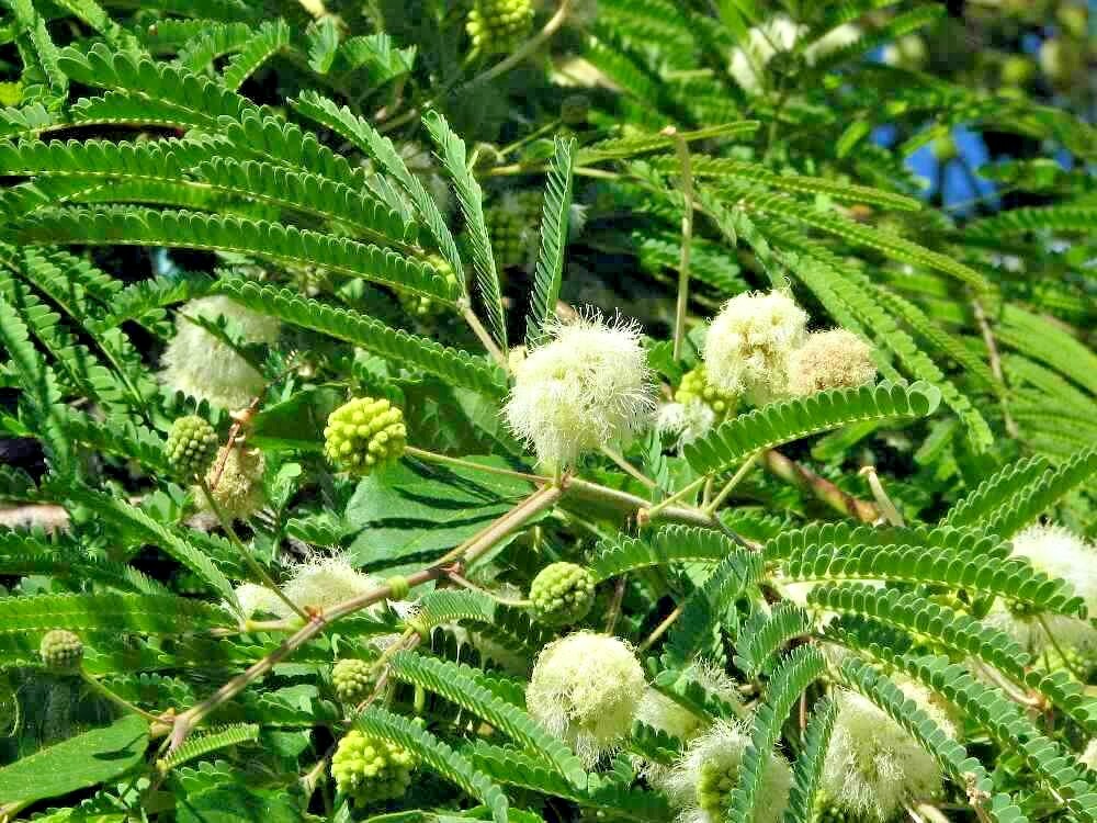 15 LITTLELEAF FALSE TAMARIND SEEDS – Lysiloma watsonii