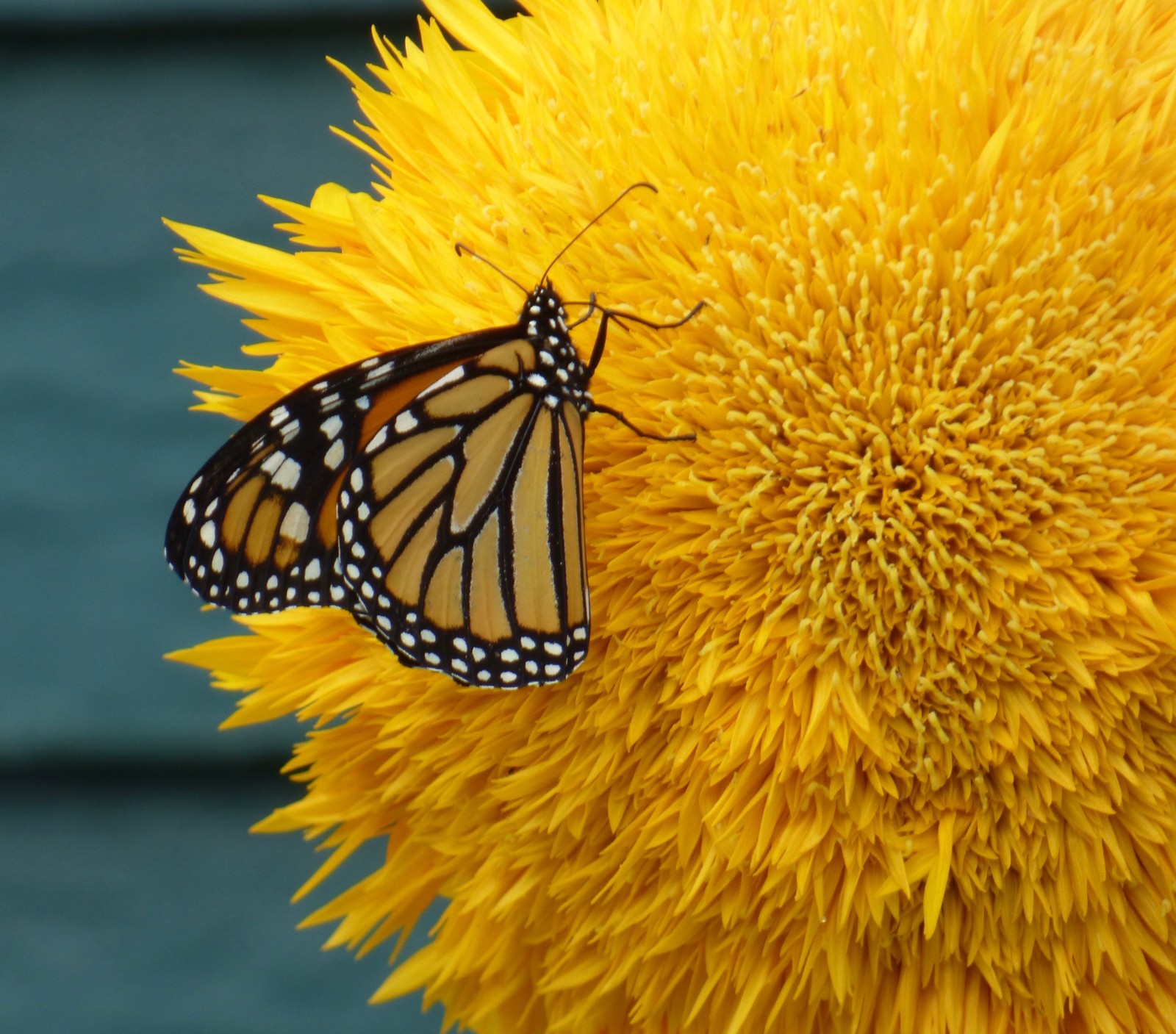 Non-GMO Sunflower Seeds Dwarf Teddy Bear Sunflowe Heirloom Attracts Pollinators