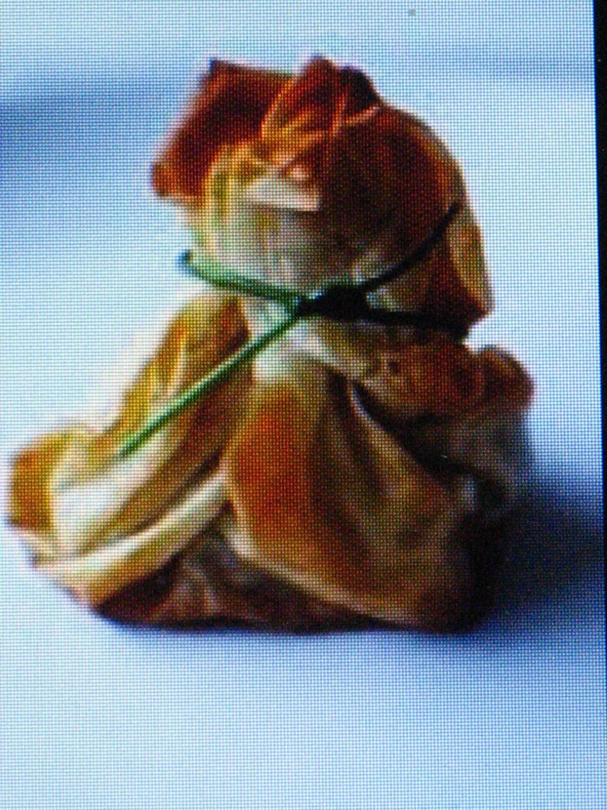TAH TSAI CABBAGE * RICH IN VITAMINS * SOUP & MEAT DISHES * EZ TO GROW *