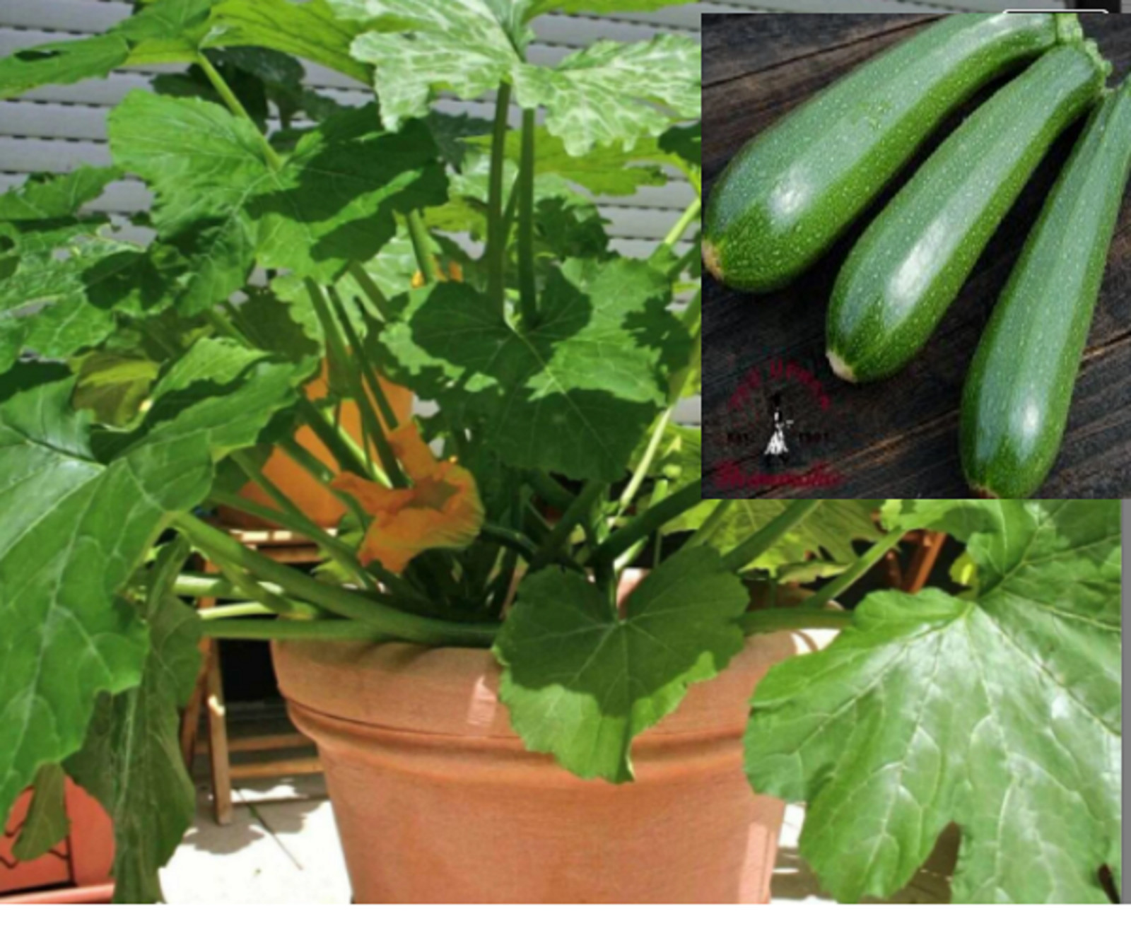 RARE Dwarf Zucchini tree 15+ SEEDS(no plant )-Combined Shipping-US Seller
