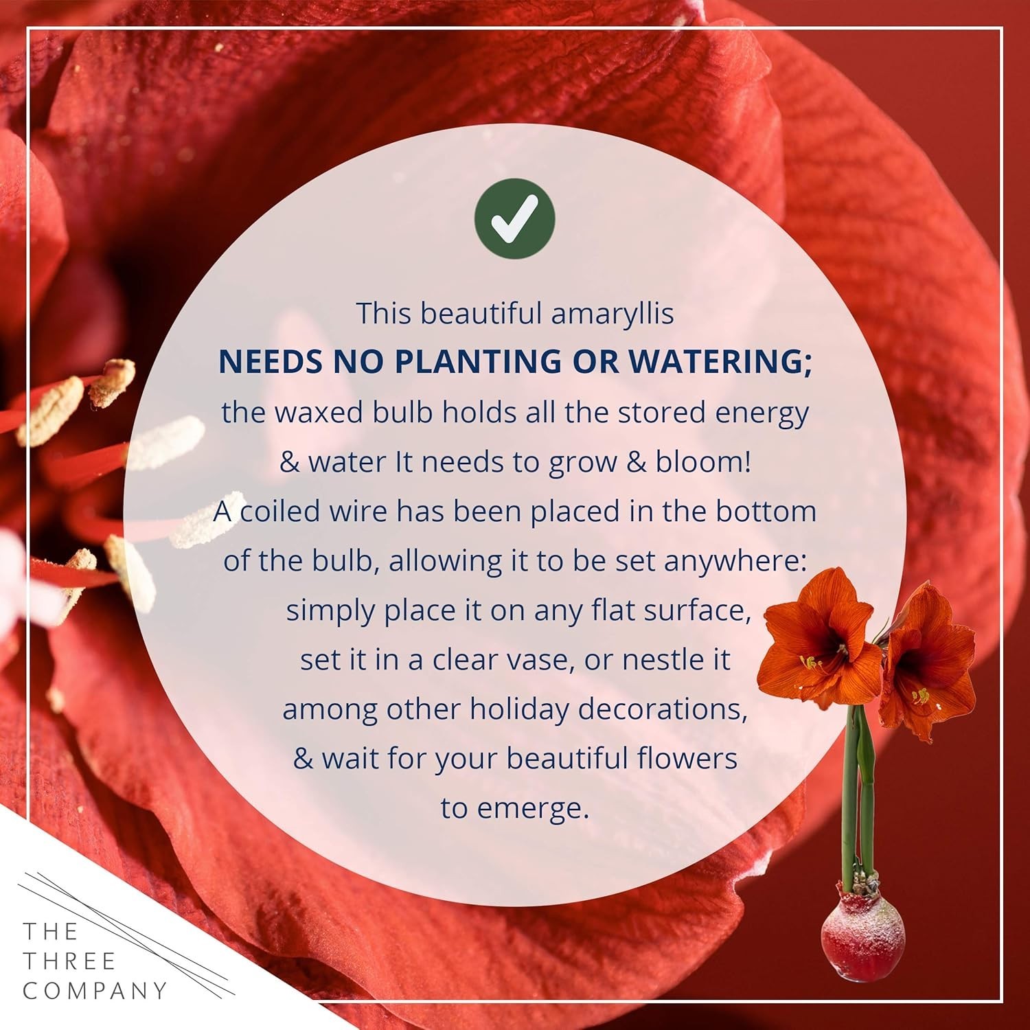 Waxed Amaryllis Bulb – Red Wax with Red Blooms – Live Holiday Gift Plant, Eas…