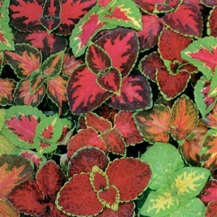 350+COLEUS Rainbow Mix Seeds Shade Garden Container Houseplant Groundcover Easy