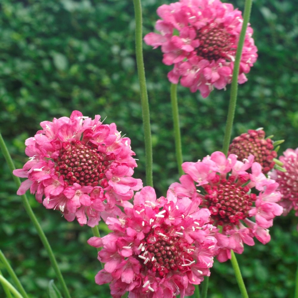 200 Seeds Scabiosa Rose Drought Tolerant Pincushion Garden Flower Plant Seeds