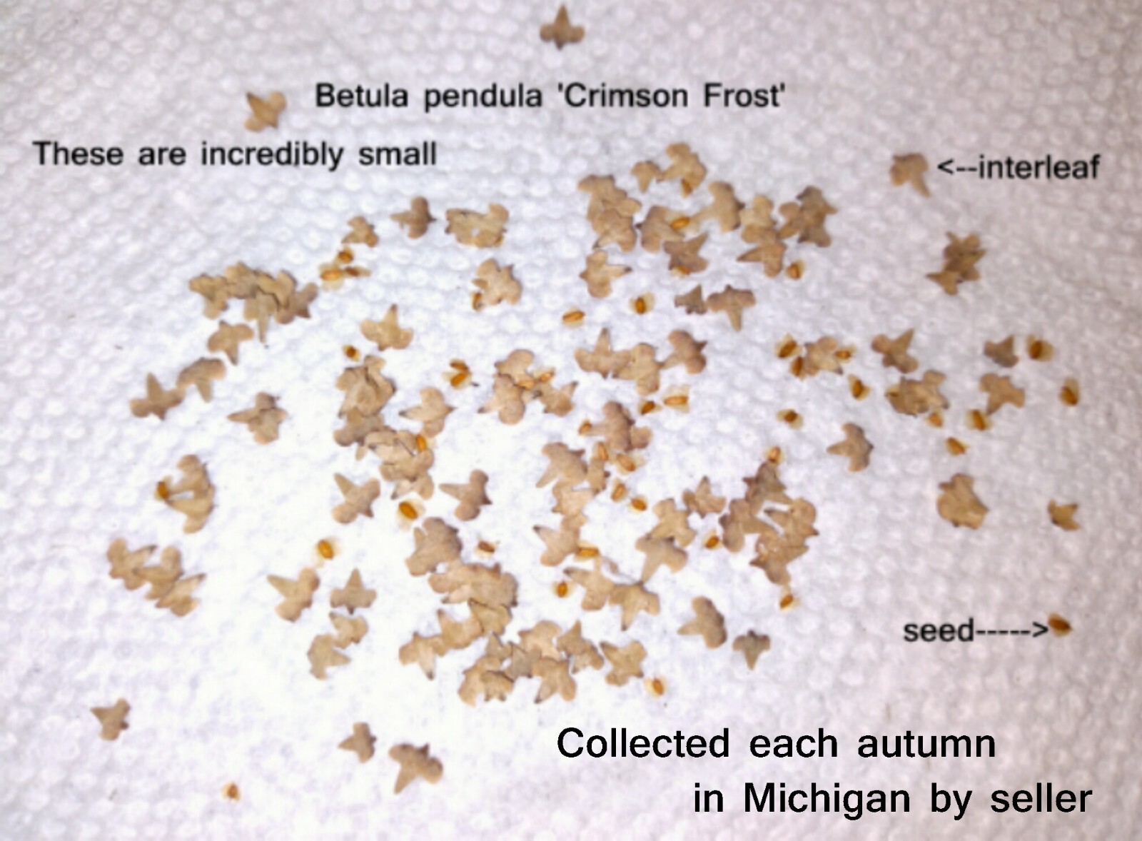 SEEDS Betula pendula ‘Crimson Frost’ Birch, 25 seeds