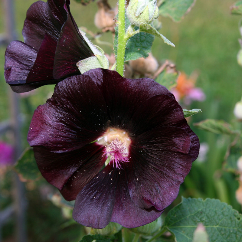 45+ Hollyhock Seeds, Heirloom Seeds, Alcea Rosea, Flowers Perennial Flowers Seed