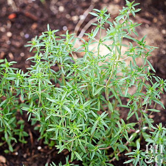 150+ seeds of Persian مرزه Summer savory Organic US Grower