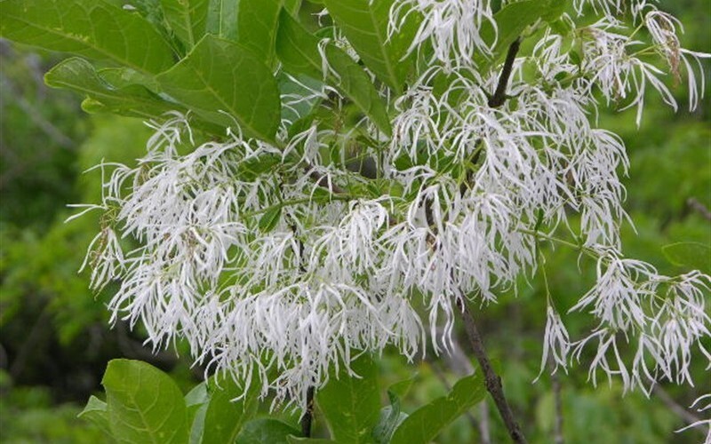 Chionanthus Virginicus Tree 10 Seeds, Hardy Fragrant Fringe, Grancy Greybeard