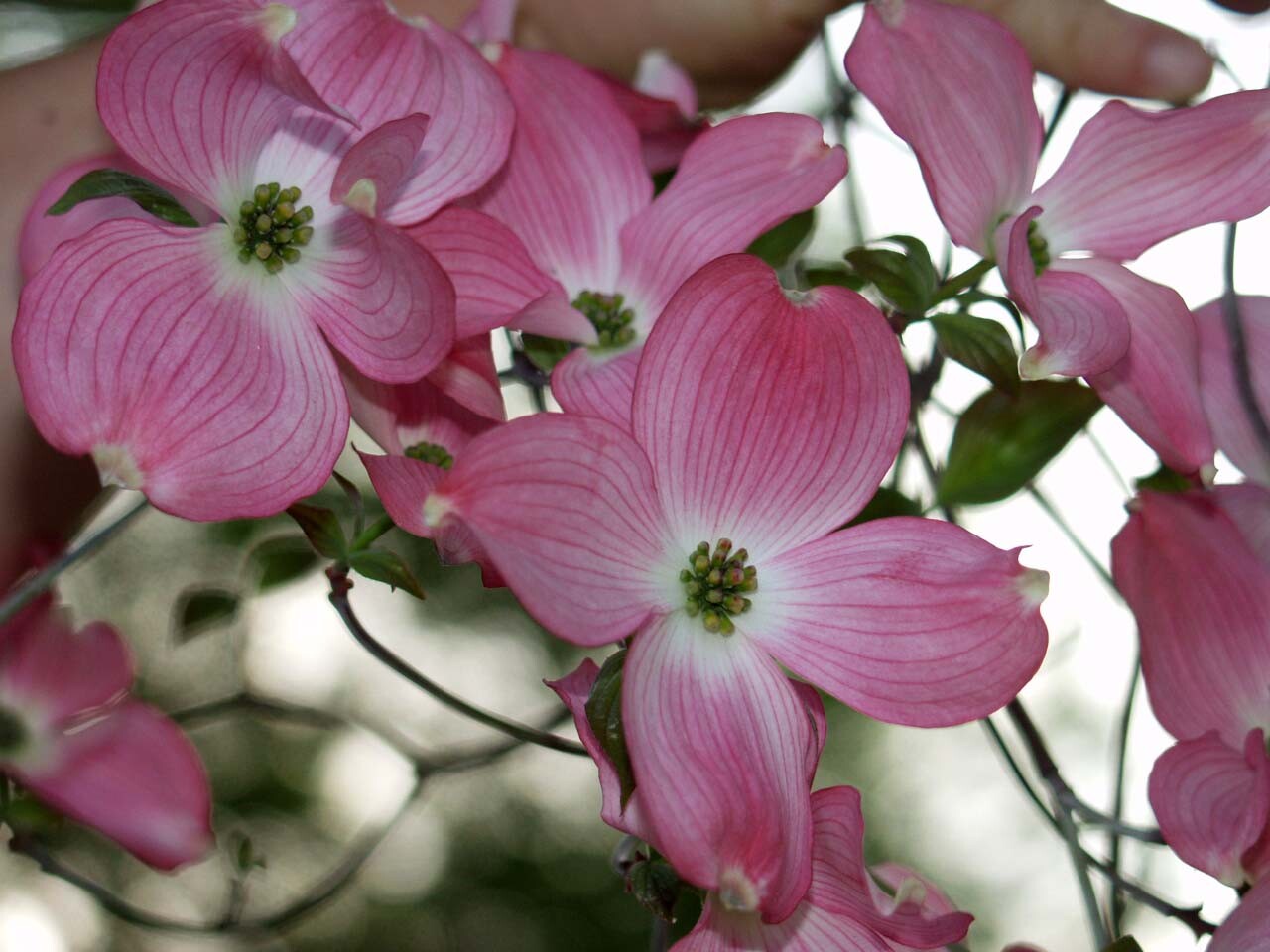 Red Flowering Dogwood, Cornus florida rubra, Tree Seeds