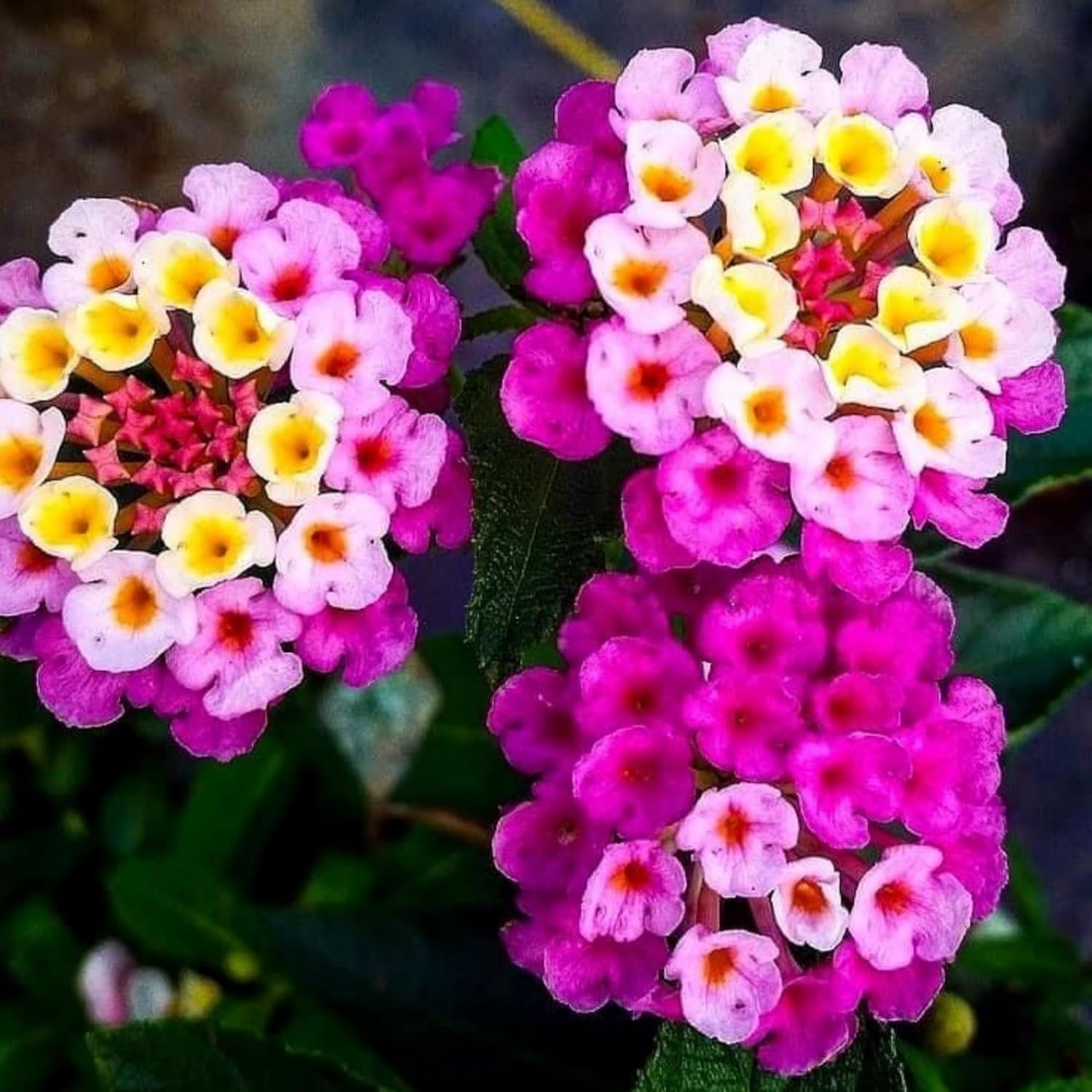 Lantana Flower Seeds for Planting – Mix Color Lantana Seeds to Plant Non-Gmo Per