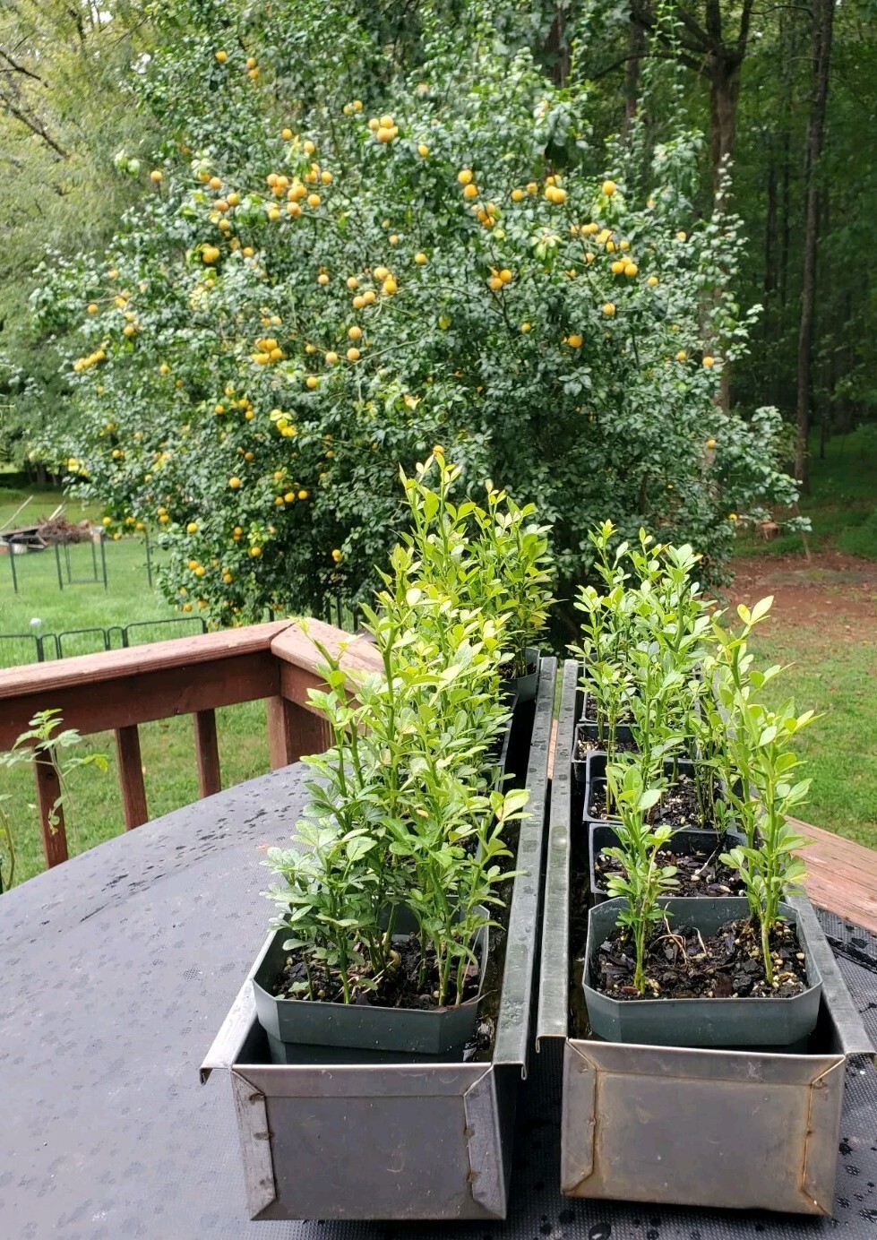 Poncirus Trifoliata Citrus Trifoliate Oranges (25 Ct) Year 1 Seedlings 4-6″ 🍊