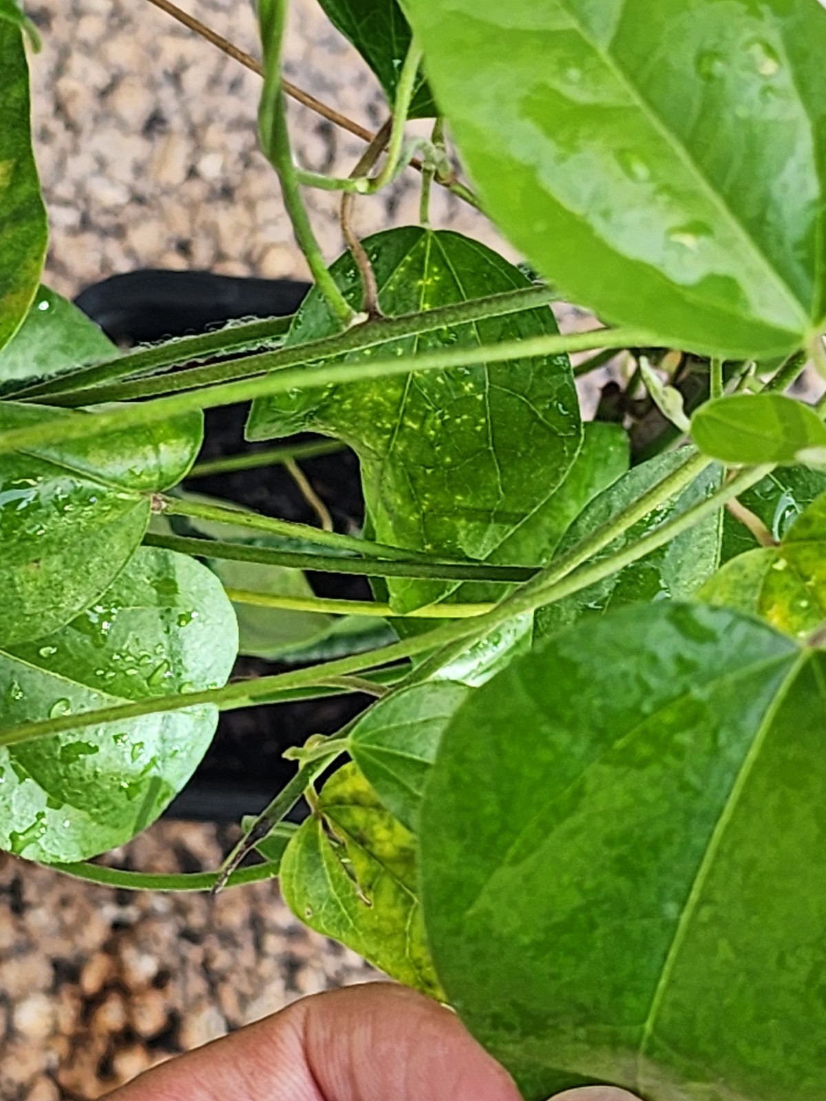 2 Green Grass Jelly Vines – Sương Sâm Plants 12”-17” in One Pot | Rare Tropical