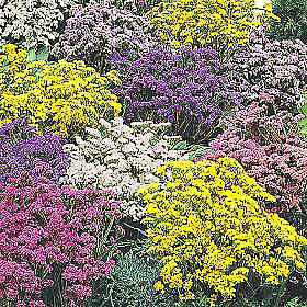 Statice Fortress Mix 500 seeds
