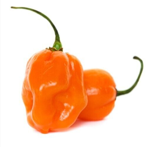 25 Fresh Hot Orange Habanero Premium Pepper Seeds-B 20