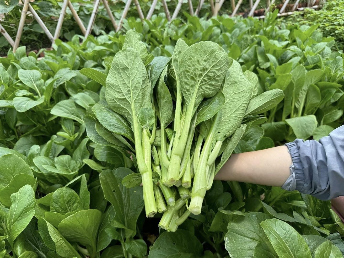 HeavyDuty Choy Sum Seeds – Cải Ngồng – Yu Choy – Heirloom Vegetable for Garden