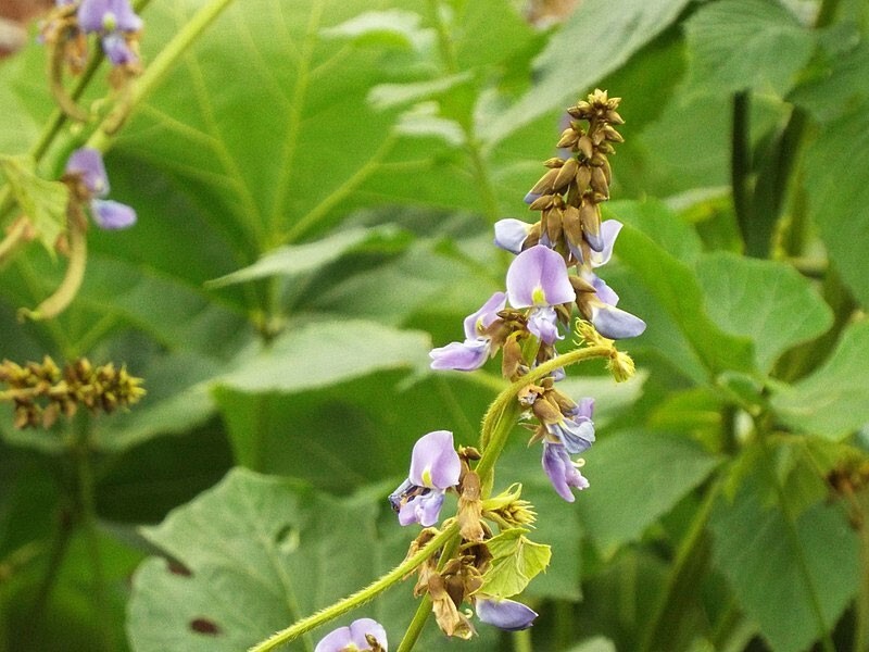 Pachyrhizus erosus | Jicama | Mexican Yam & Potato & Turnip | Yambean | 5_Seeds