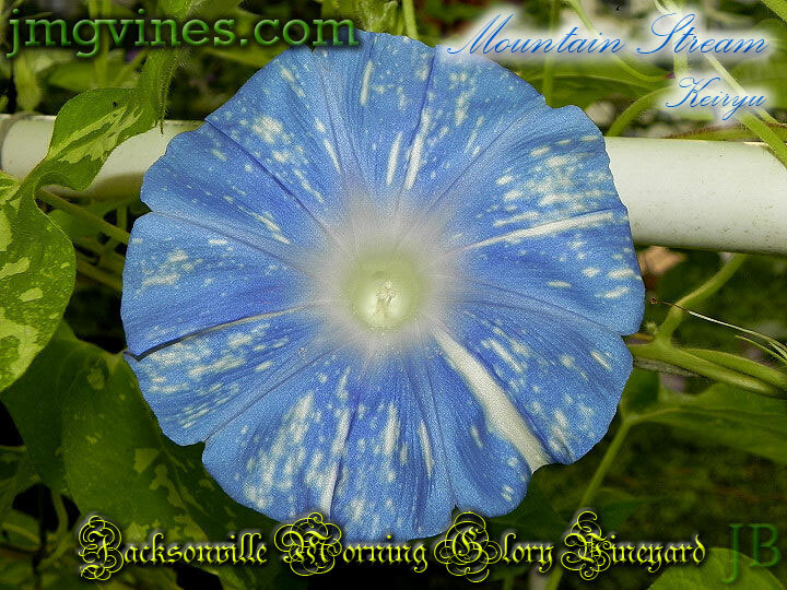 Mountain Stream Keiryu Japanese Morning Glory 6 Seeds