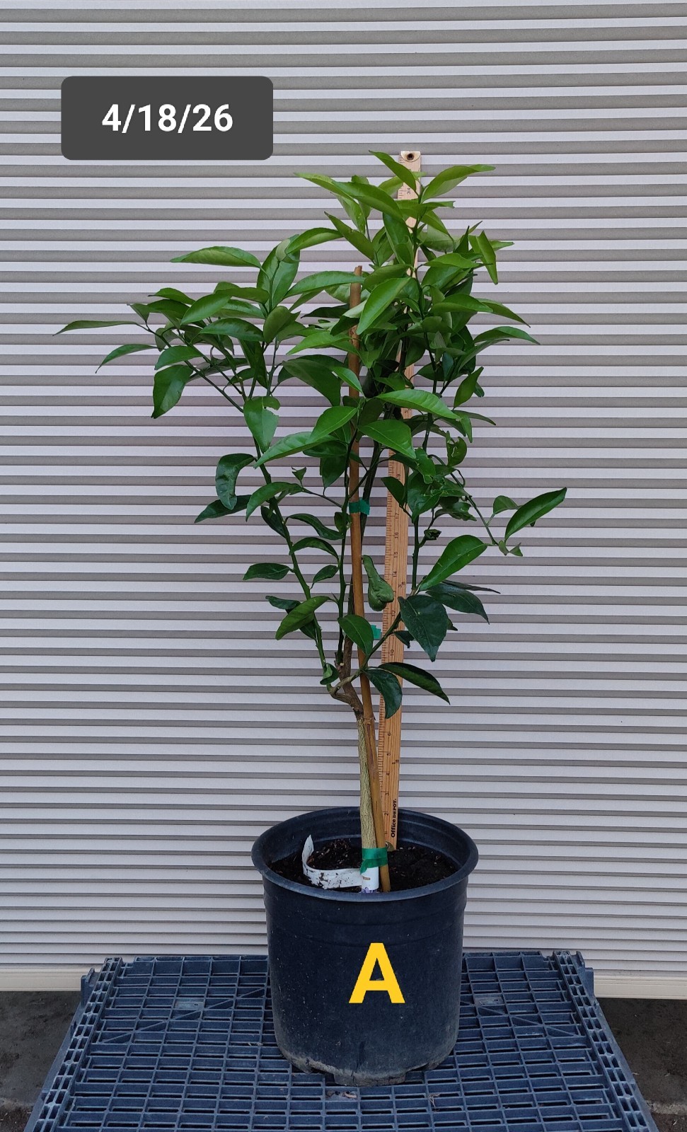 1 (One) Live Plant of “BEARSS PERSIAN LIME TREE” grafting, about 30-40″ Tall
