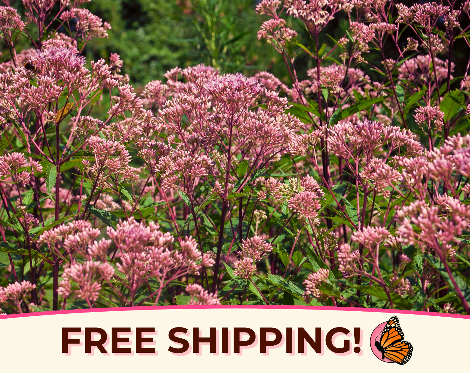 950+ Joe Pye Weed ‘Spotted’ Seeds | Native Perennial Wildflower Seed for Gardens