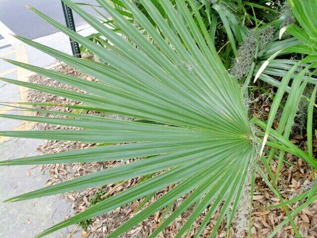 15 DWARF PALMETTO PALM SEEDS – Sabal Minor