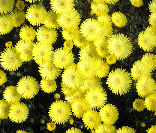 ICE PLANT GOLD NUGGET Delosperma Congestum – 100 Bulk Seeds