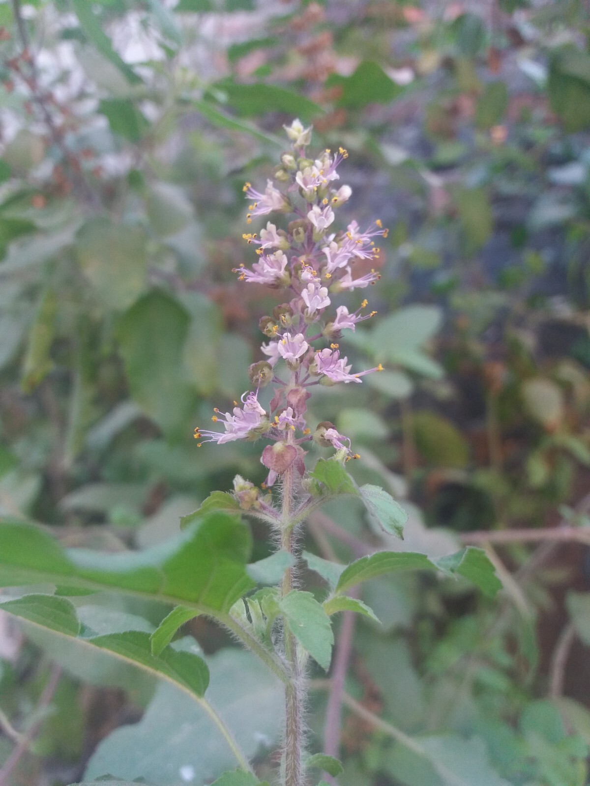 1000 Green Sacred Basil – Ocimum tenuiflorum Seeds – Medicinal and Culinary Herb