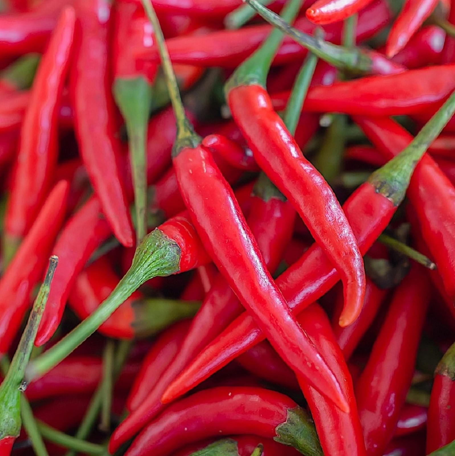 Cayenne Pepper Seeds for Planting Outdoors | Non GMO Heirloom Seed Packets | …
