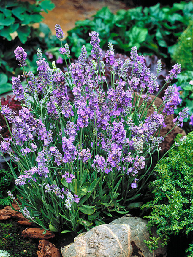 Lavender Seeds Lavandula Ellagance Sky 50 Seeds ( Perennial )