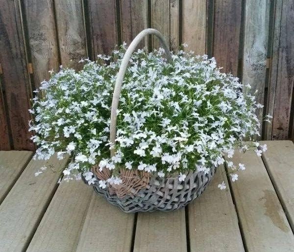 Attract Pollinators with 1000+ Mixed Creeping Thyme Seeds for Easy Planting