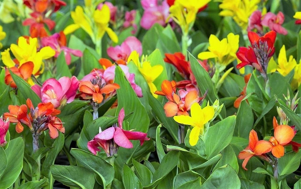 20+ Mixed Canna Lily Seeds – Tropical Perennial Flowers, Green Leaves for Garden
