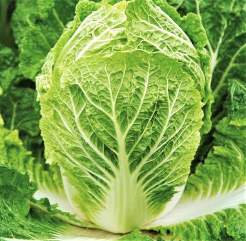 Matsushima Chinese Napa Cabbage Seeds | Asian Vegetable Green Bok Choy Seed 2024