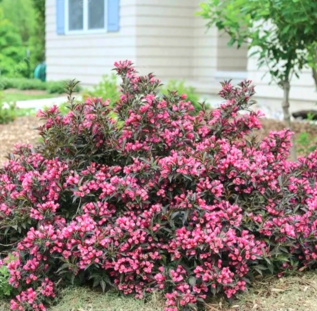300 Weigela Seeds,Reblooming Shrub Rare Rose Variety Old Fashioned Rose Weigela
