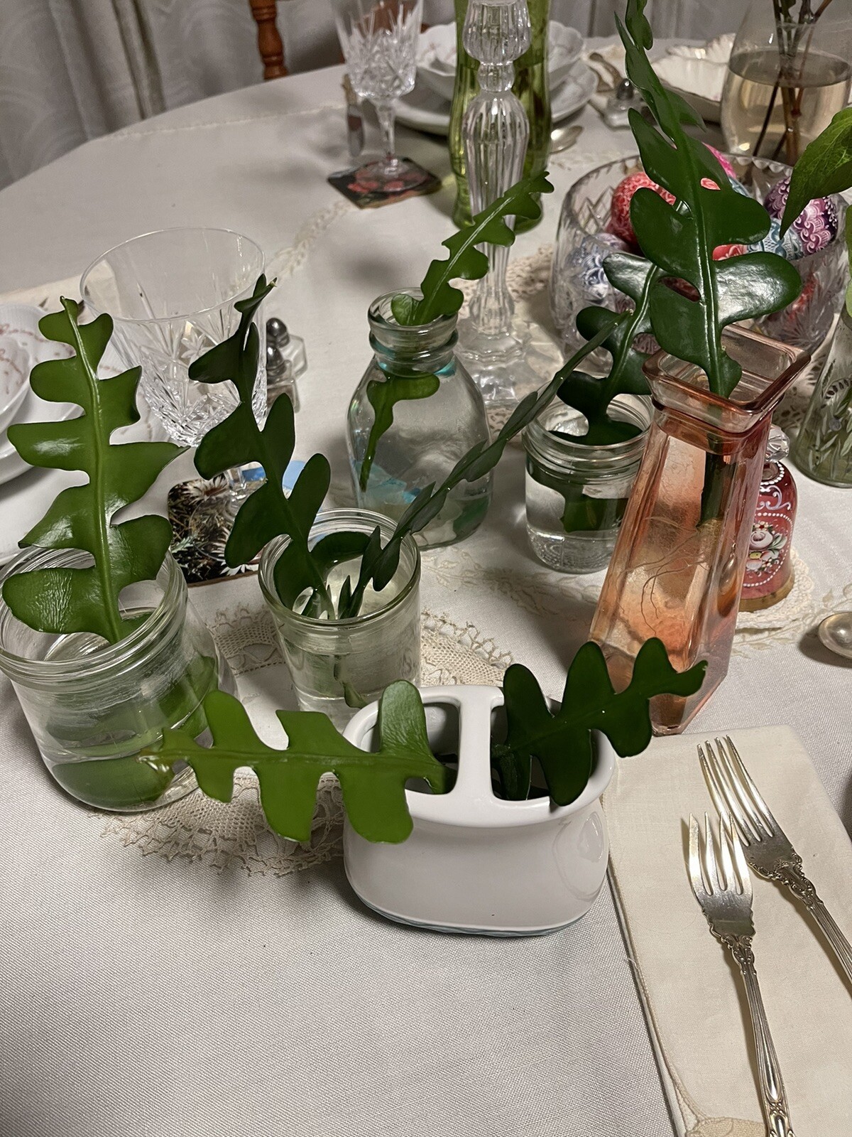 🌿💛🌿 EASY GROW 2026 Beautiful FISHBONE Cactus Starter Plant🌿