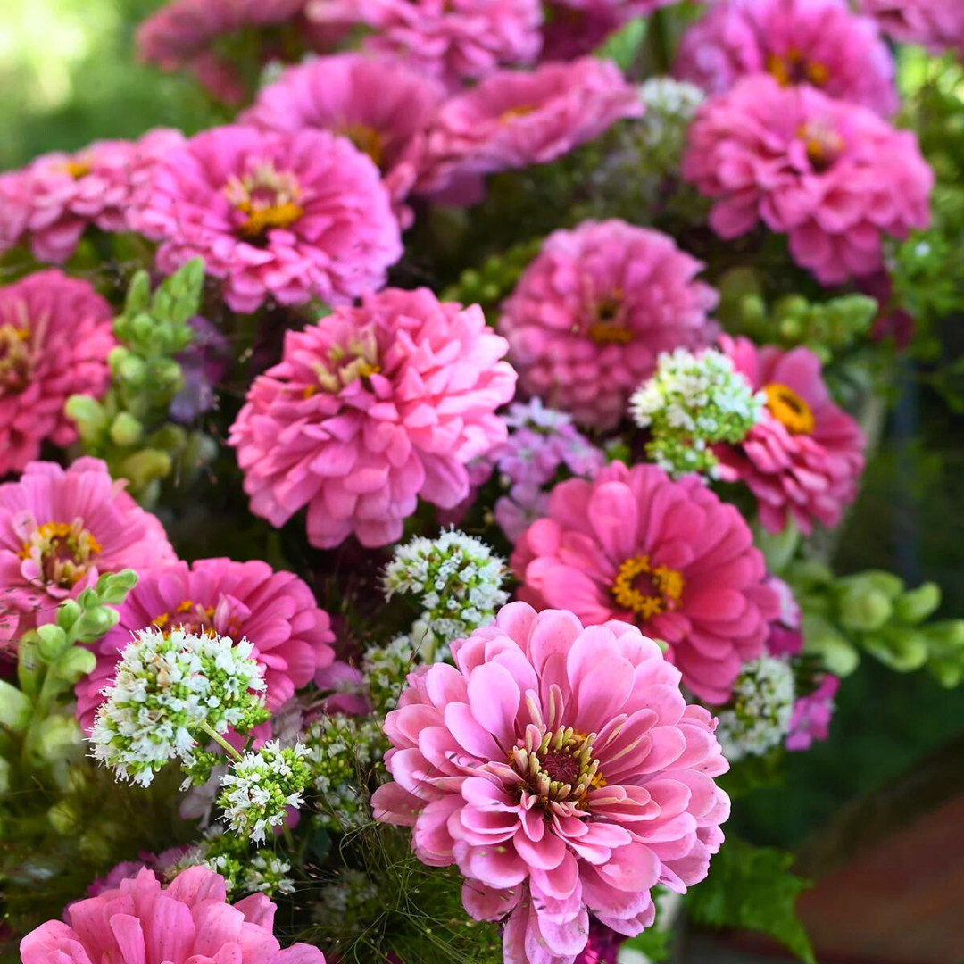 Fresh Premium Zinnia Seeds | Luminosa | Heirloom Non-GMO | Flower Seeds