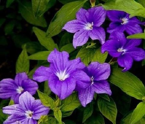 50+ PURPLE BROWALLIA LONG LASTING ANNUAL FLOWER SEEDS