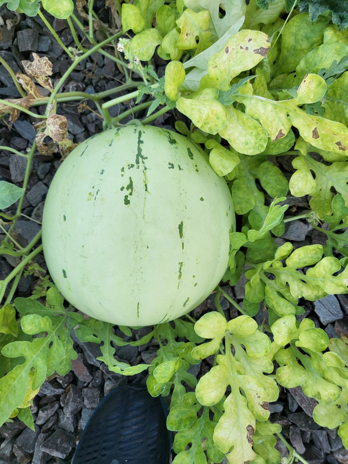 Blue Ribbon 1st Place Prize Winning Navajo Red Seeded Wetermelon Seeds seed