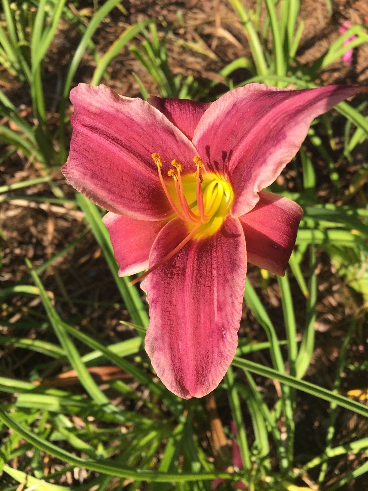 20 MIXED COLORS DAYLILY Mix Red Purple Flower Seeds FREE SHIP