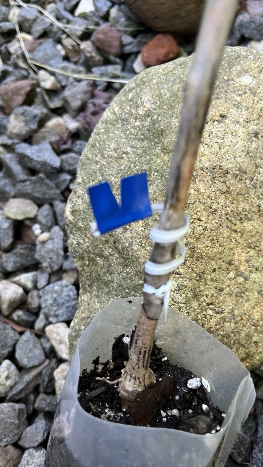 Ginkgo biloba ‘Saratoga’, male, grafted tree 1 year old